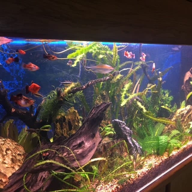 New saltwater fish arrivals including clownfish and regal tang