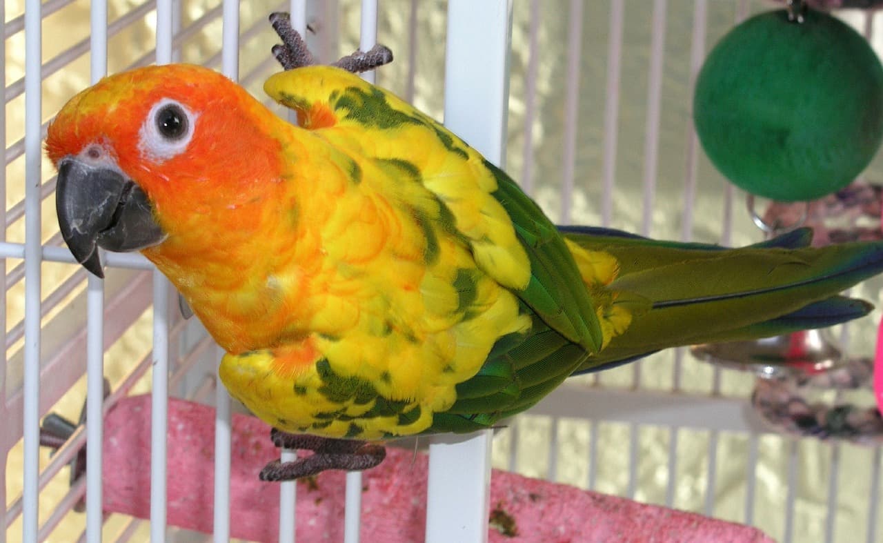 New bird arrivals including cockatiels and conures