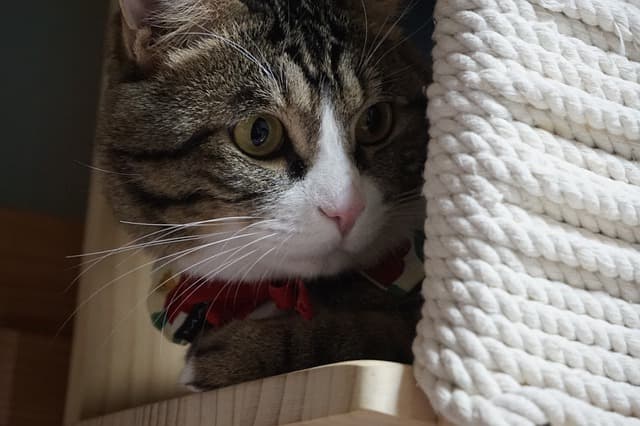 Complete cat care guide for beginners