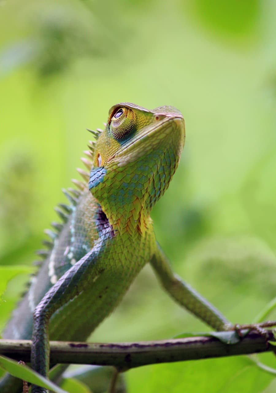 New reptile arrivals including geckos and chameleons