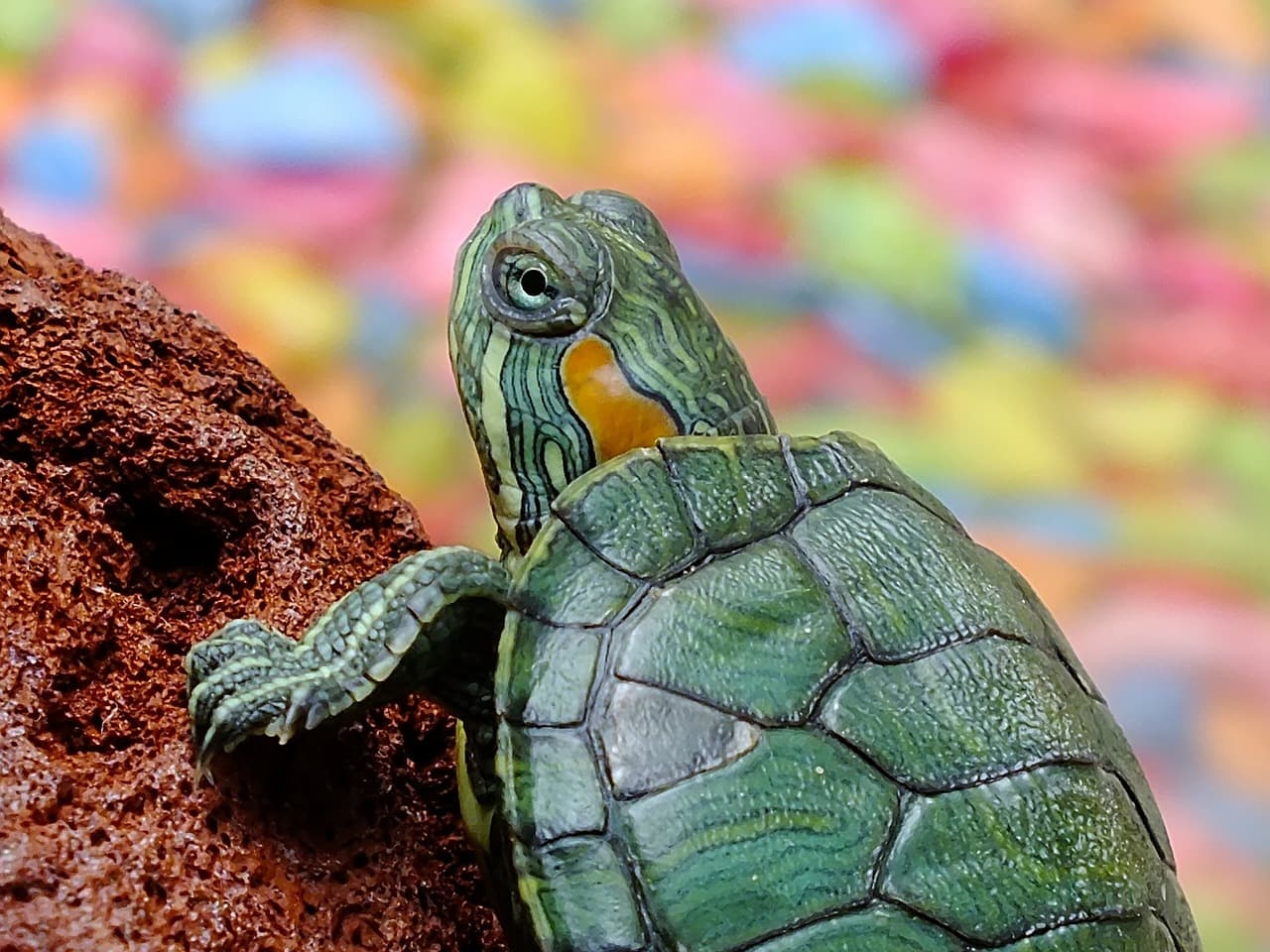 Article Gallery Image